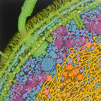 The Molecular Art of David Goodsell